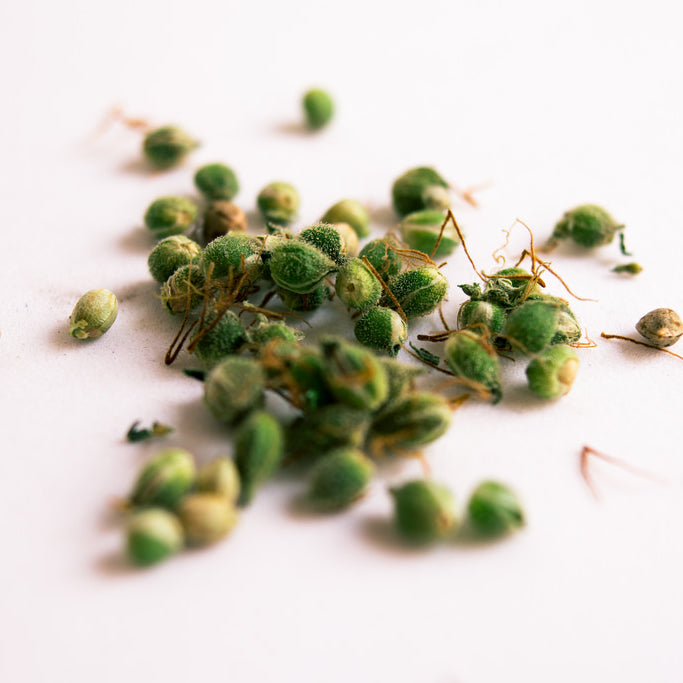 Cannabis Seeds now available for purchase (Online Only) in Canada for Growing!